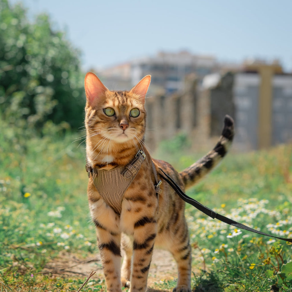 Peut-on promener un chat en laisse : 5 étapes pour l'habituer !