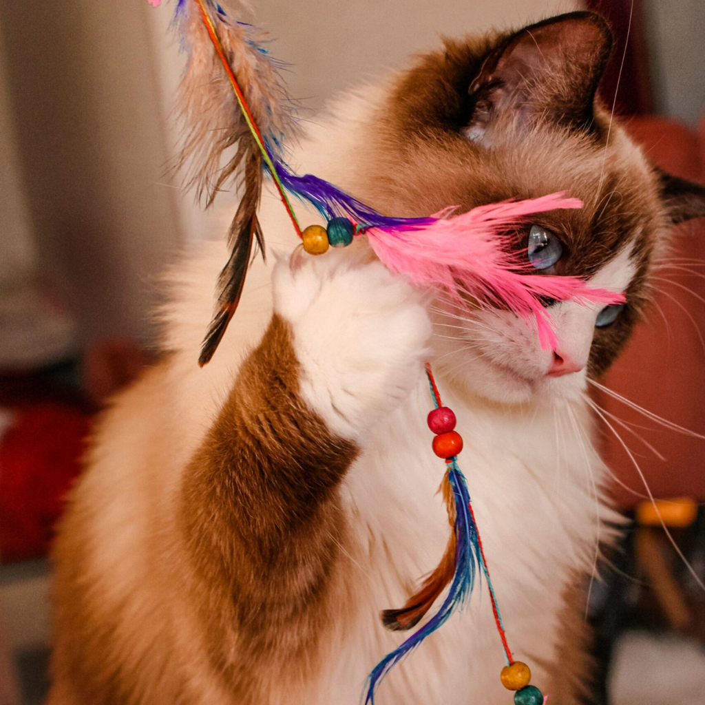 Jeux de chat : 6 idées pour occuper votre félin pendant les vacances