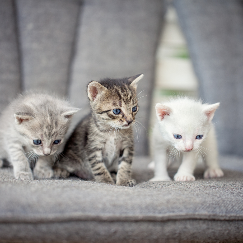 Avoir un chaton pour la première fois : le guide ultime pour l’accueillir