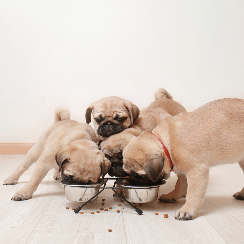 Mon chien mange trop vite : tous les conseils pratiques