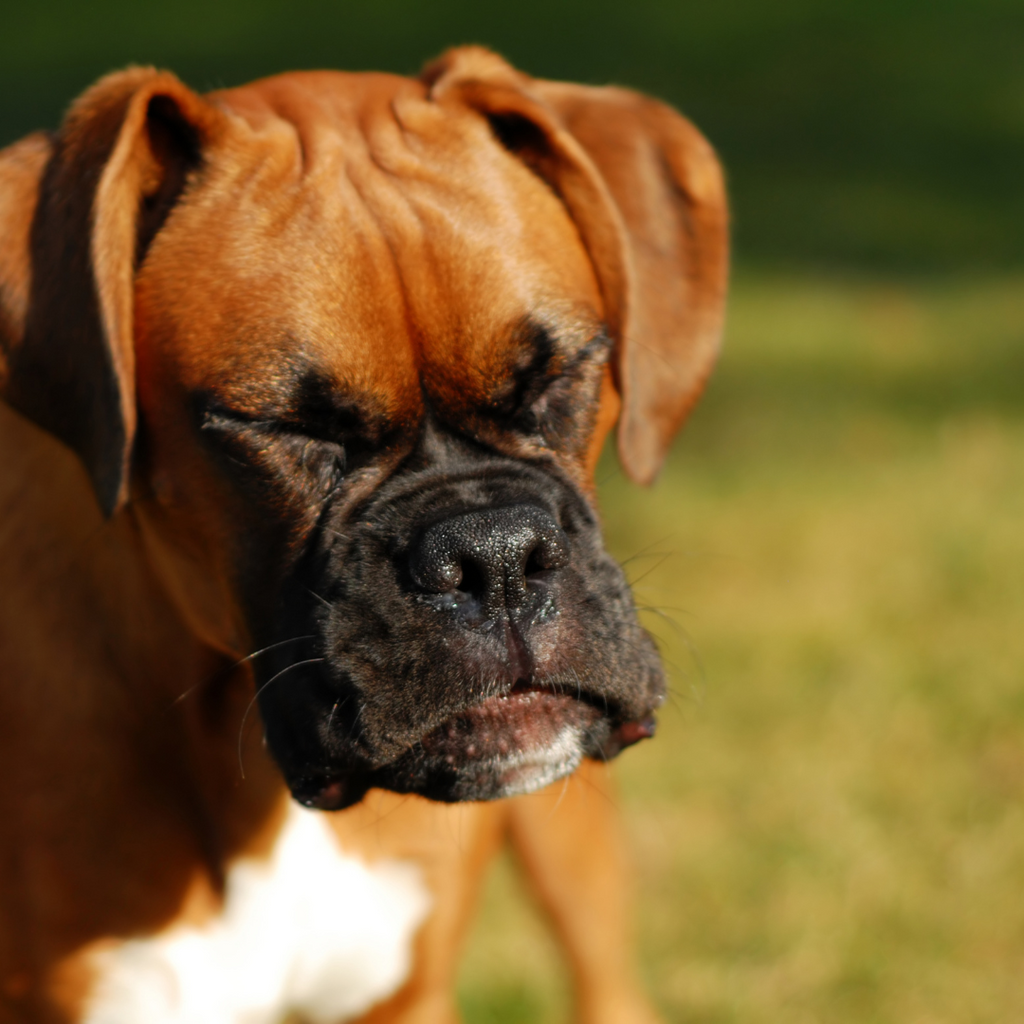 Allergie chez le chien : comment l'identifier et la traiter ?