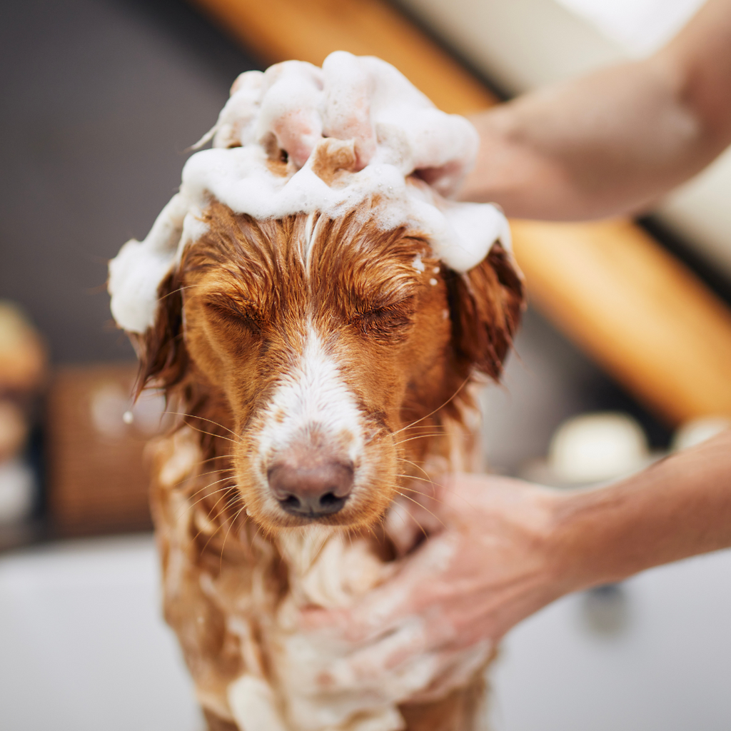 Quand laver son chien : à quelle fréquence faut-il donner des bains ?