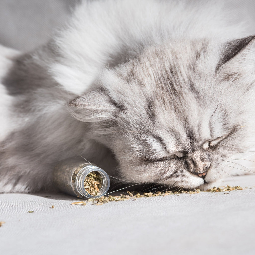 Le jouet herbe-aux-chats : est-ce dangereux pour mon animal ?