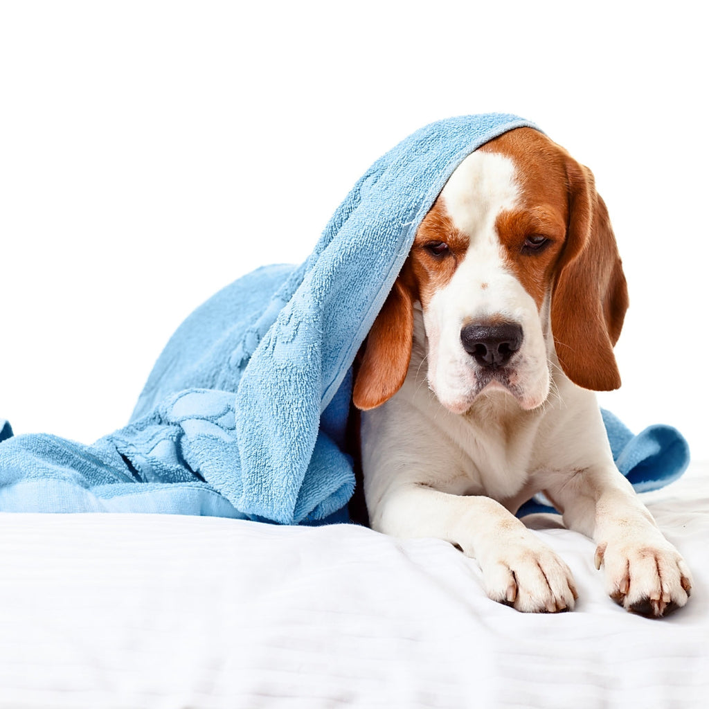 Troubles digestifs du chien : quelles sont les causes possibles ? 