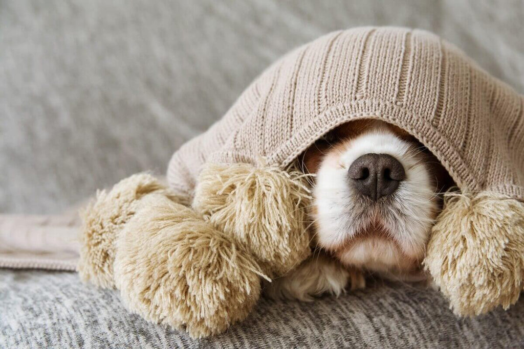 Calmant naturel pour chien Relax : une bonne solution