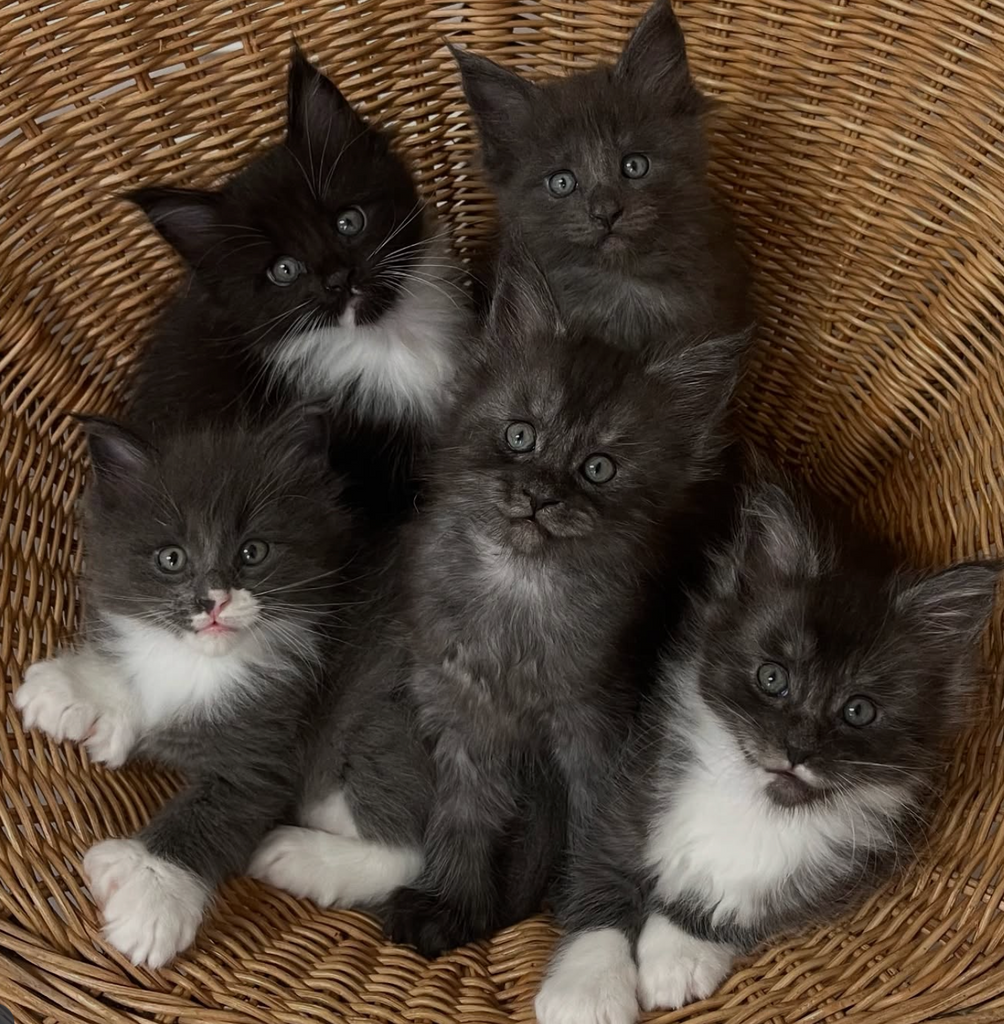 Dans les yeux d’une éleveuse de Maine Coon : amour, dévouement et tendresse @‌maine_coon_de_l_ecrin_de_ninon