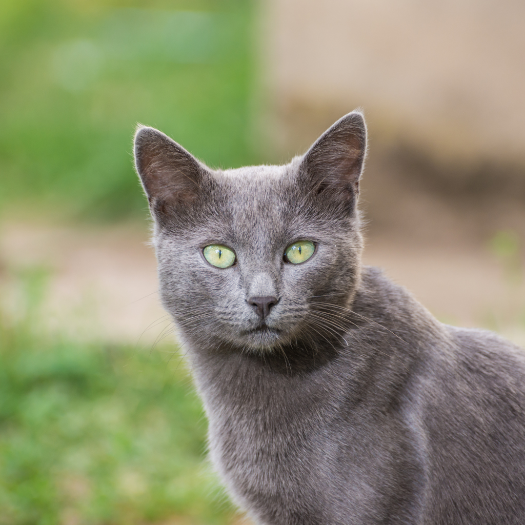 Chat hypoallergénique : quelle race adopter ?