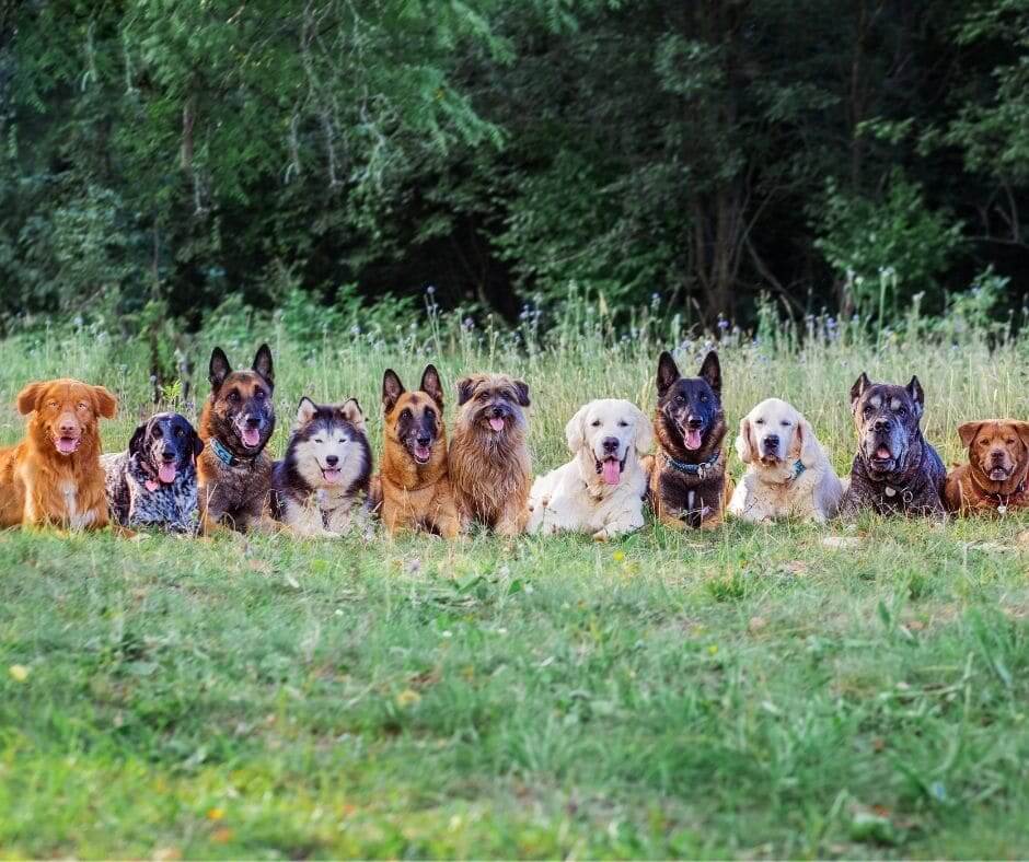 Comment choisir une race de chien ?