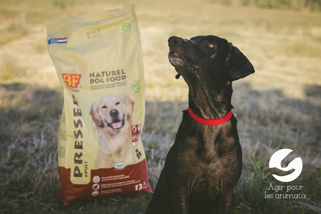 Croquettes pressées à froid: Qu’est-ce que c’est ?