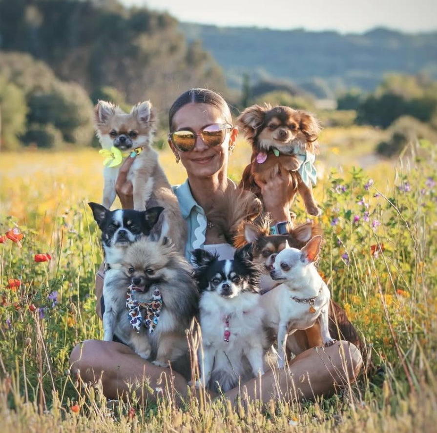 Comment vivre avec 8 chihuahuas + 1 spitz : guide pratique et retour d’expérience avec @verychichipompom
