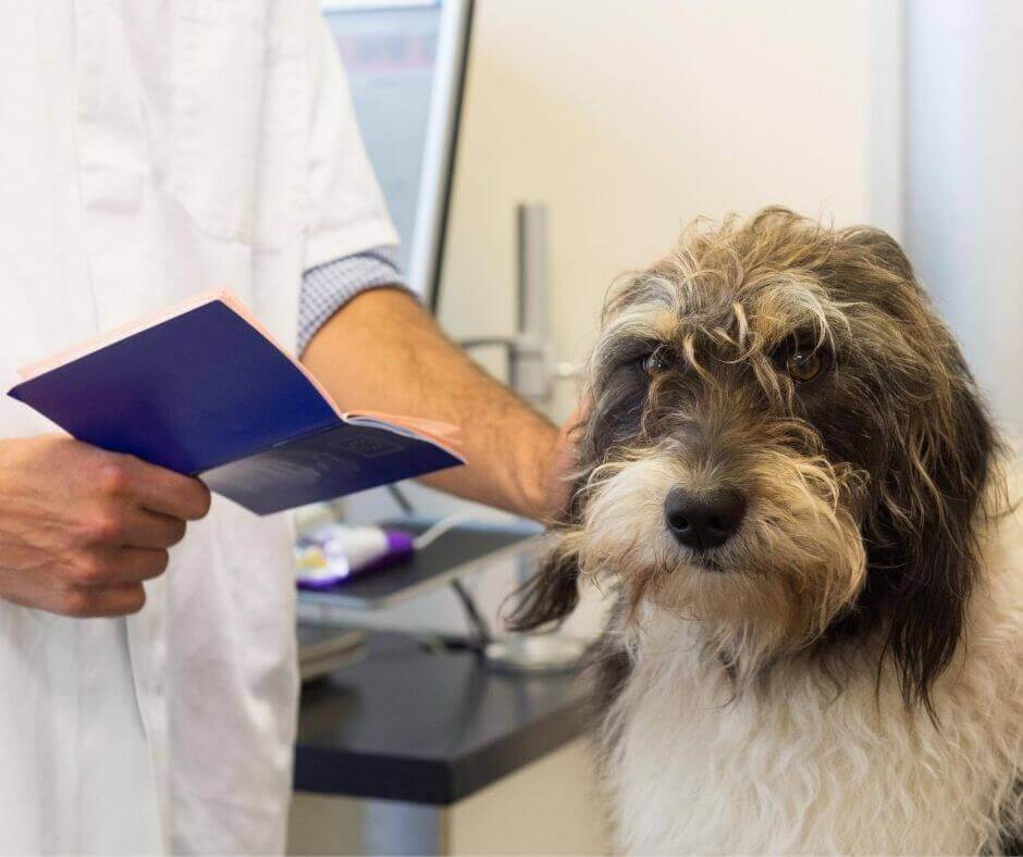 Passeport pour chien : obligatoire pour voyager