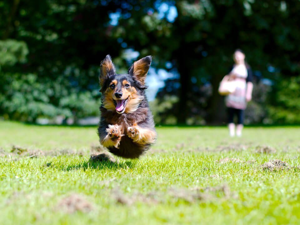 Les probiotiques pour chien : tout savoir