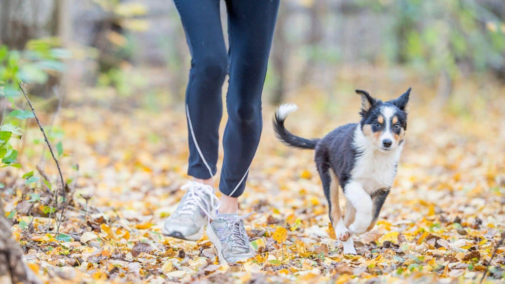 Quel chien pour courir ?