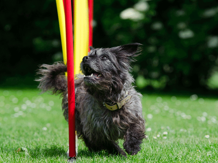 Agility : un sport pour tous les chiens ?