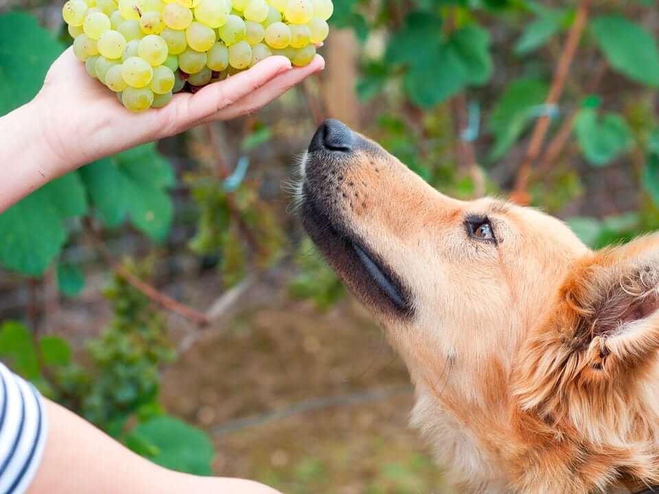 Aliments toxiques pour chien : la liste complète