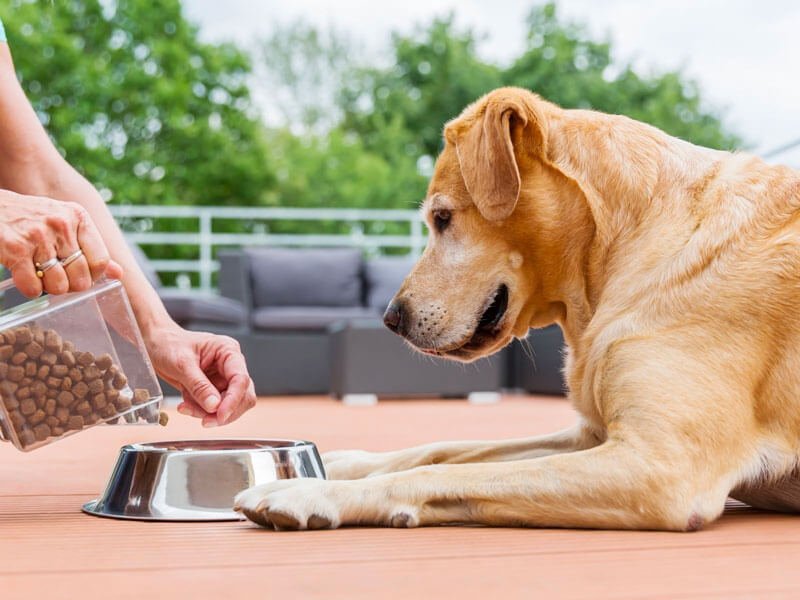 Quelle est la meilleure alimentation pour votre chien ?