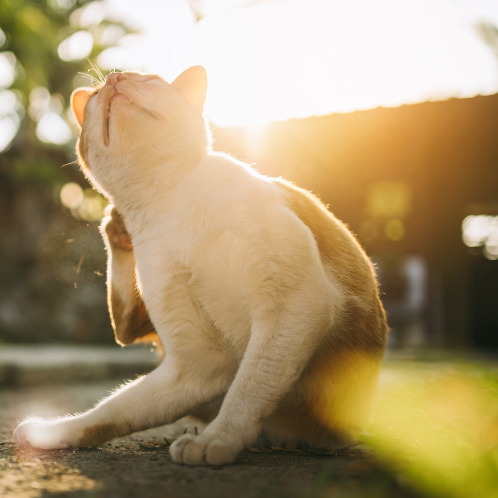 Anti Puces pour chat : deux solutions naturelles