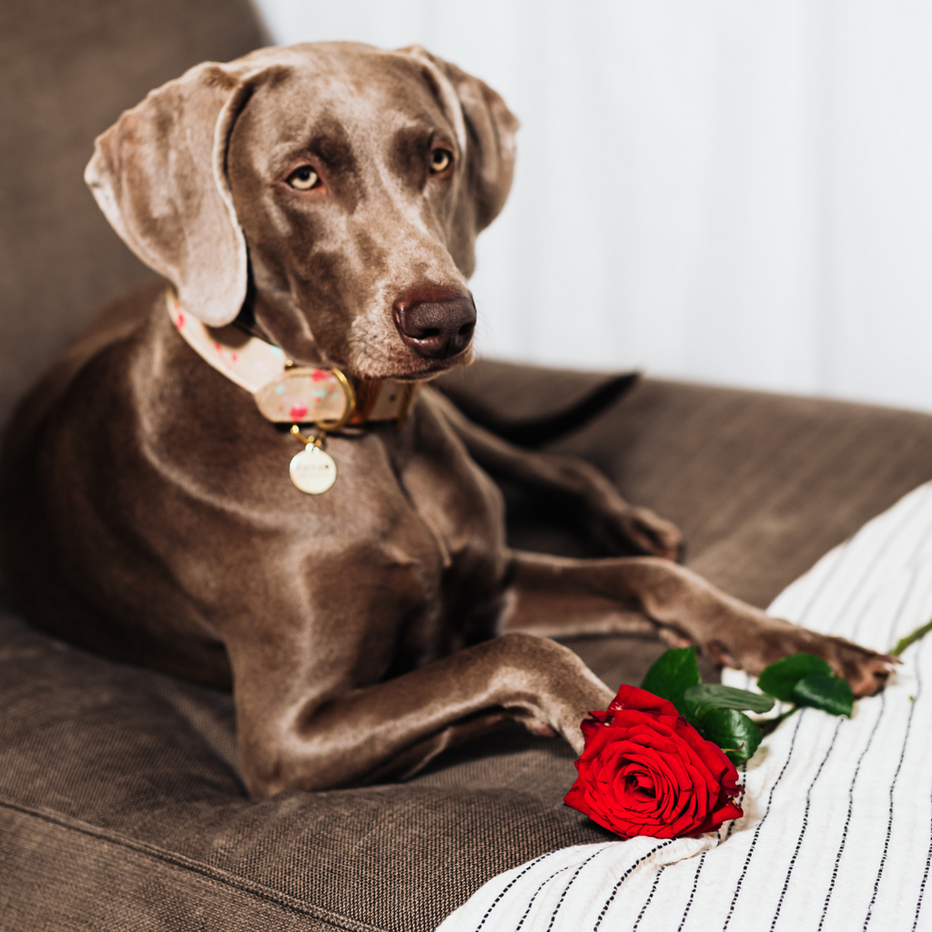 7 cadeaux de Saint-Valentin à offrir à votre chat ou à votre chien ❤️