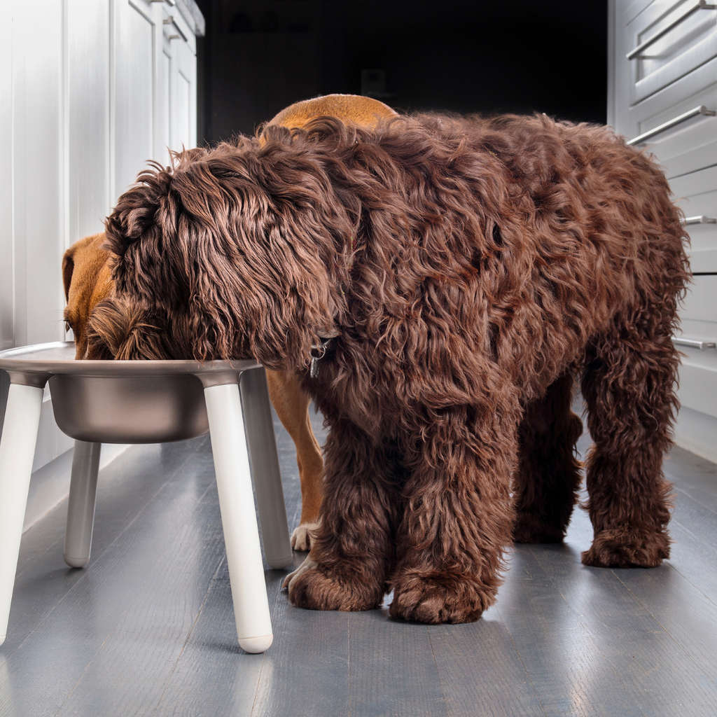 Comment nourrir son chien en hiver ?