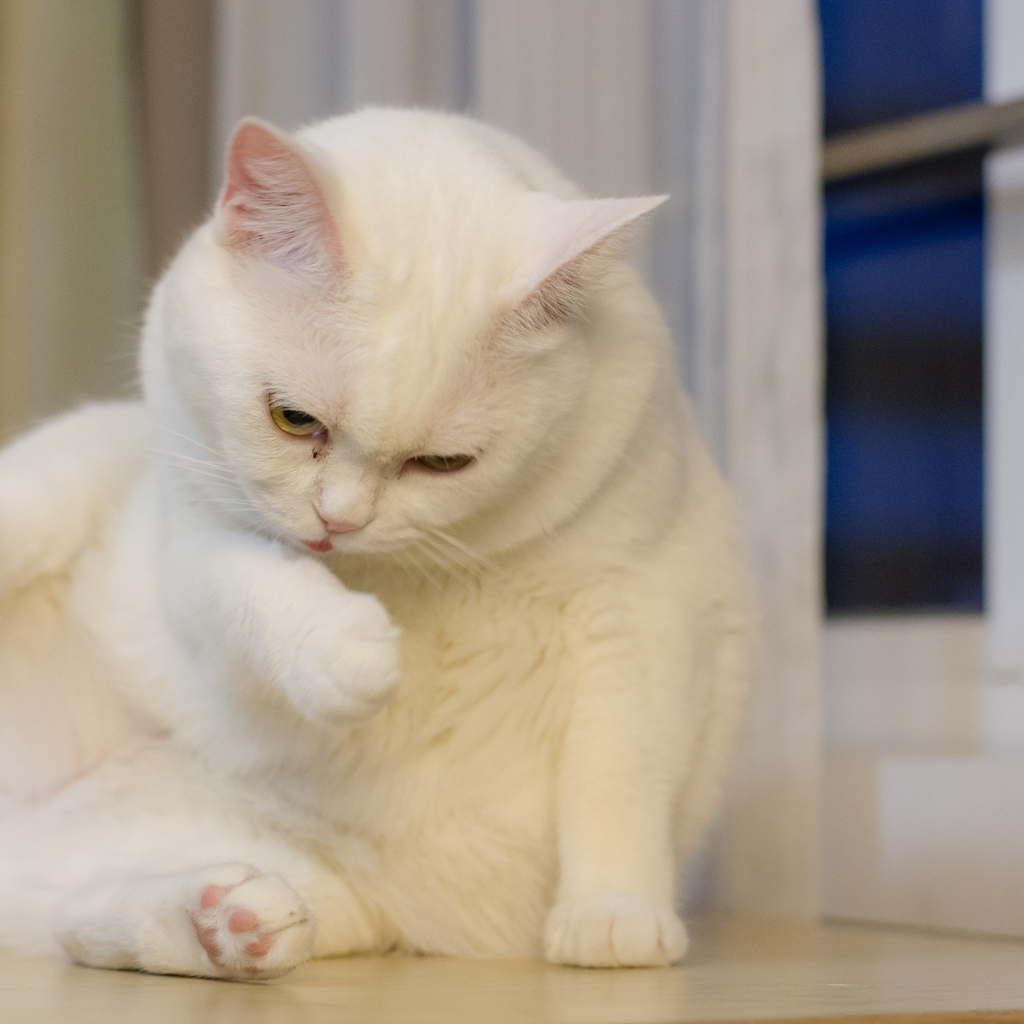 Mon chat est-il obèse ? Que faire en cas de surpoids de mon animal ?