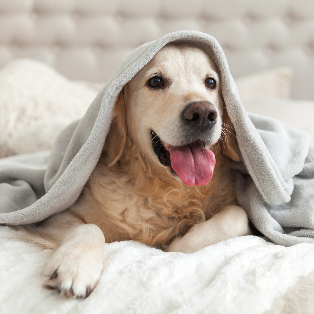 Les chiens ont-ils froid la nuit ? Les indices qui ne trompent pas
