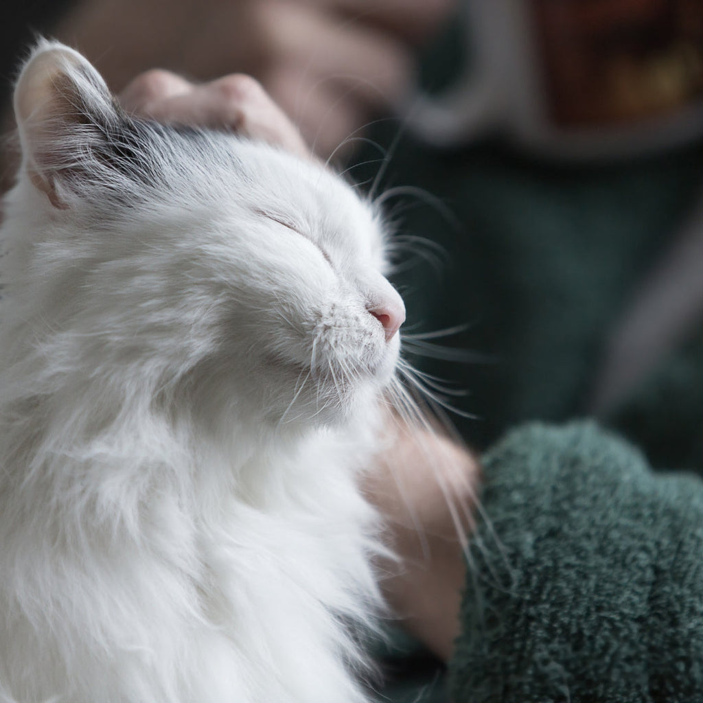 Comment savoir si mon chat est heureux avec moi ?