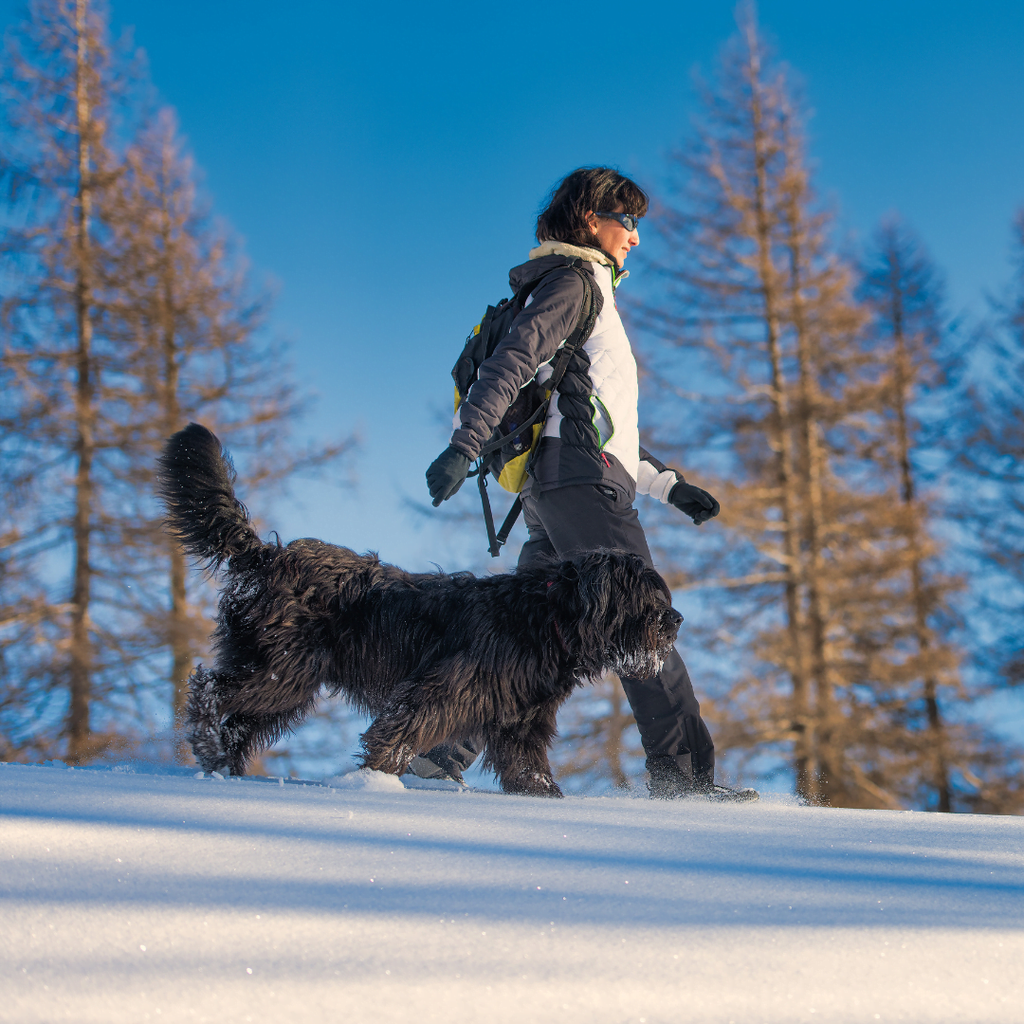 5 conseils pour prendre soin de votre chien en hiver