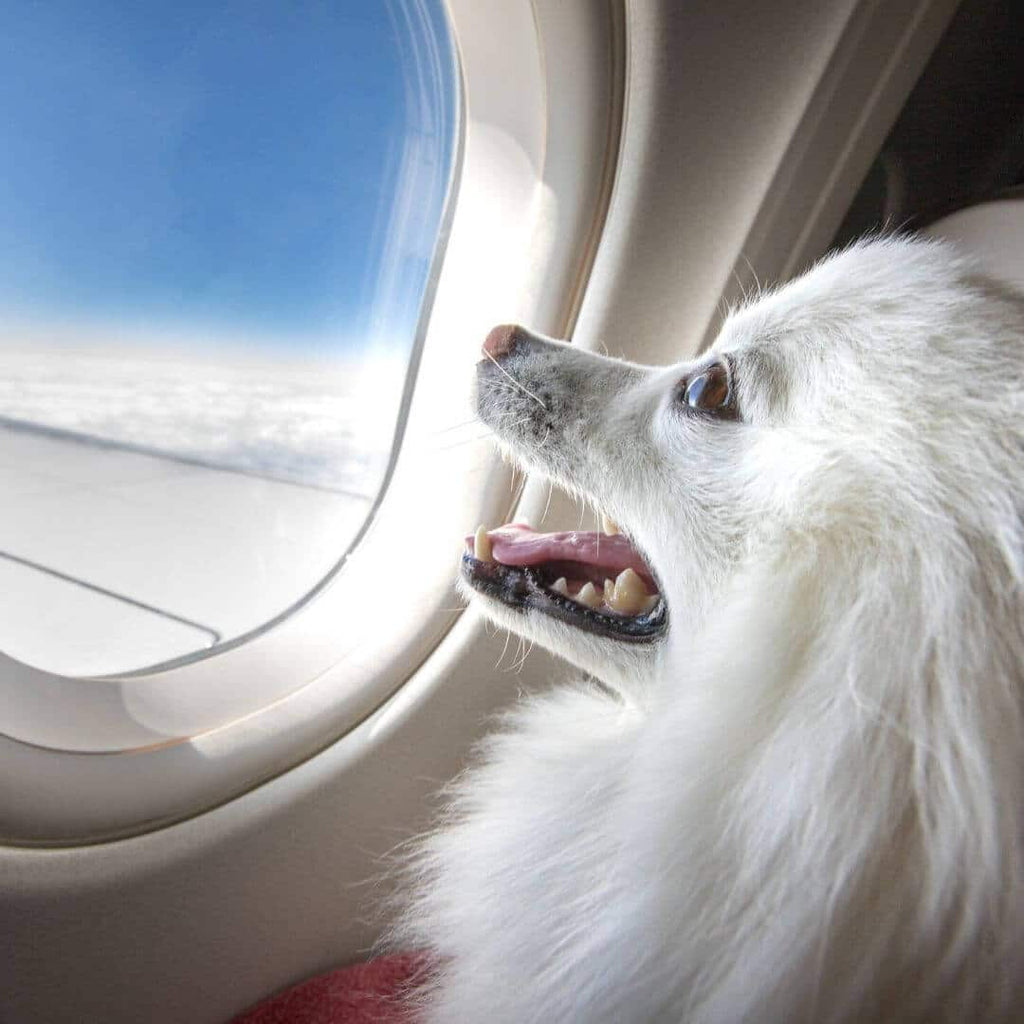 N'oubliez pas les friandises pour votre chien en vacances