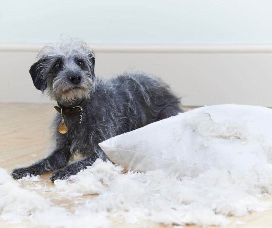 Pourquoi mon chien gratte son coussin ?