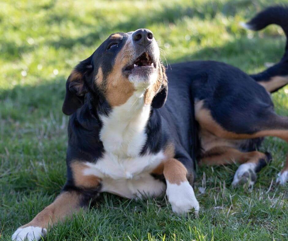 Chien qui aboie : quelles solutions ?