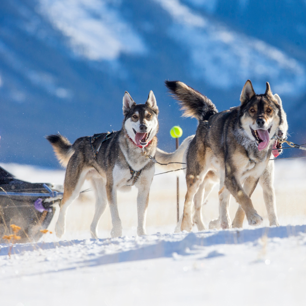 Chien sportif: les astuces pour bien le préparer