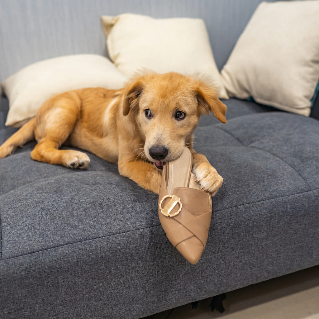 Chien stressé : les différentes causes 