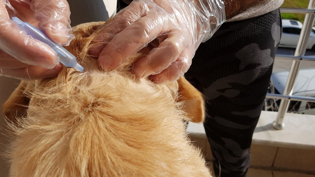 Comment choisir mon antiparasitaire chat ou chien