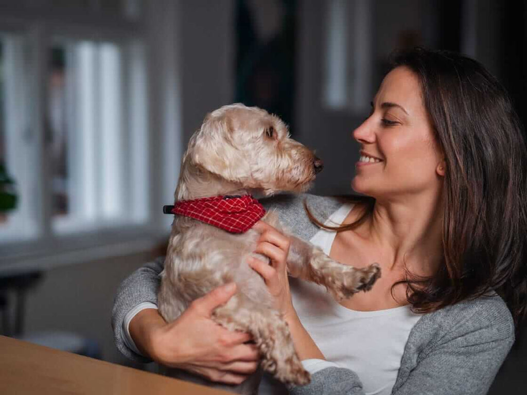 Confinement : comment éviter l’hyper attachement et l’ennui chez votre chien