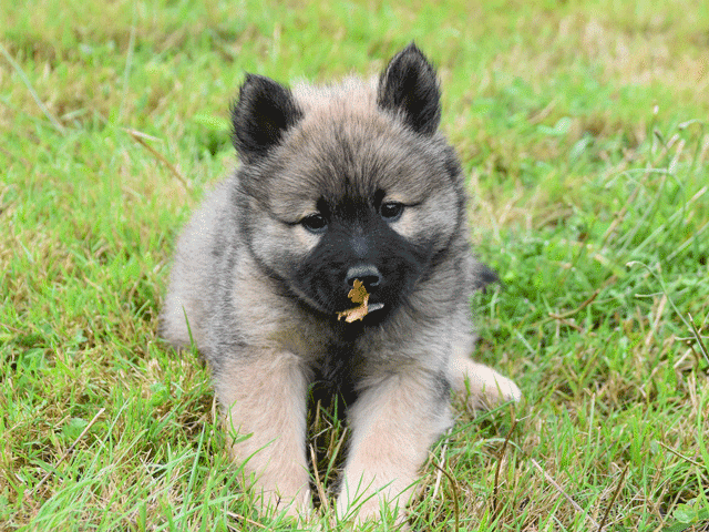 Pourquoi mon chien mange son caca ?