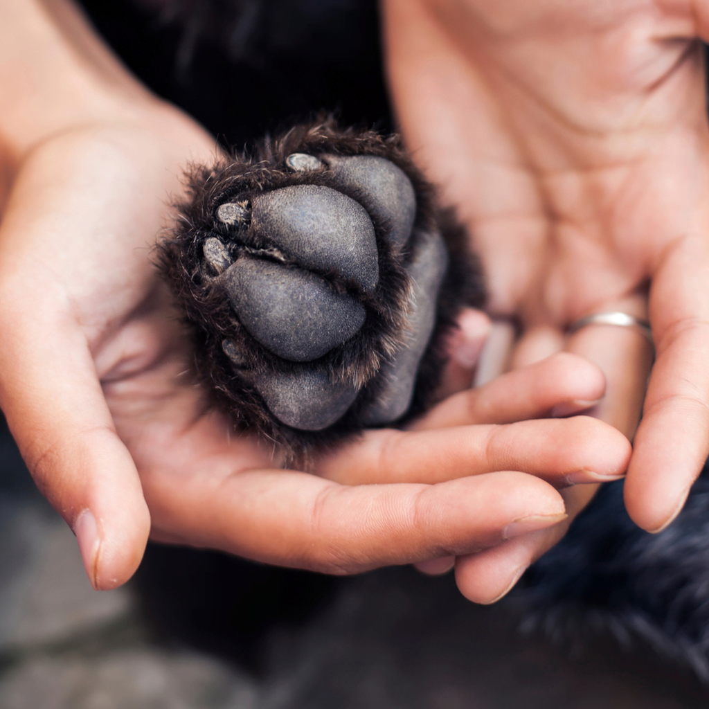 Coussinets du Chien : le guide complet pour en prendre soin