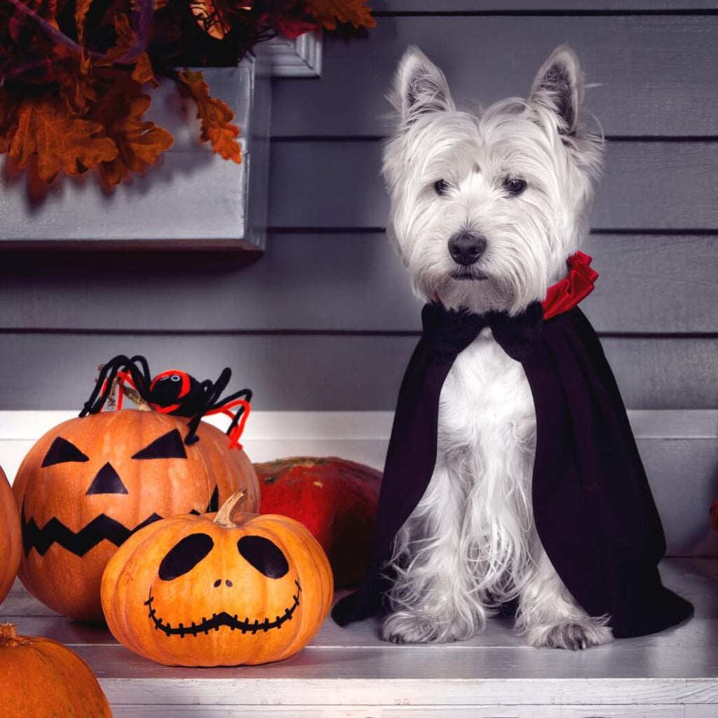 Les dangers d’Halloween pour votre chien et votre chat