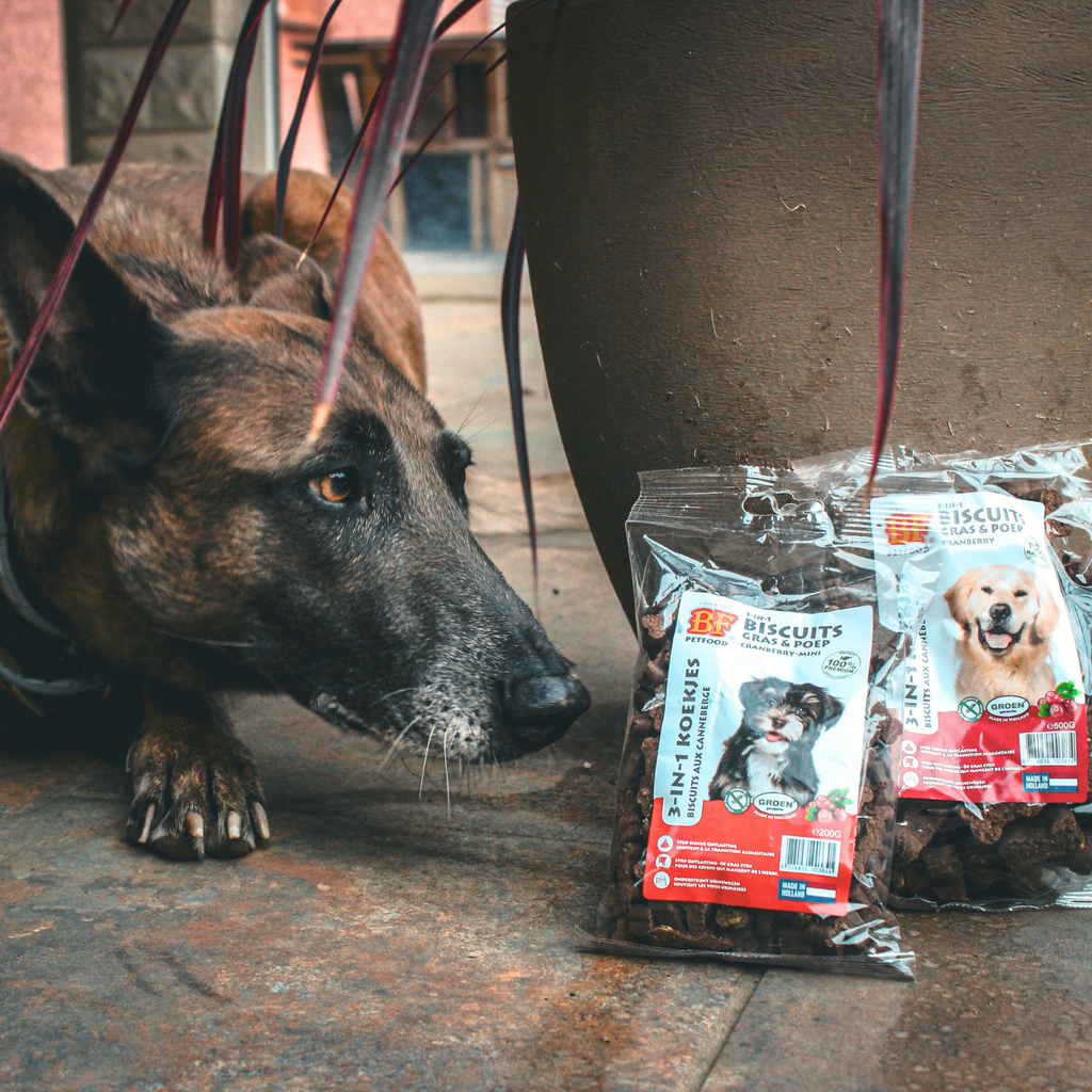 Infection urinaire chien : les bienfaits de la cranberry