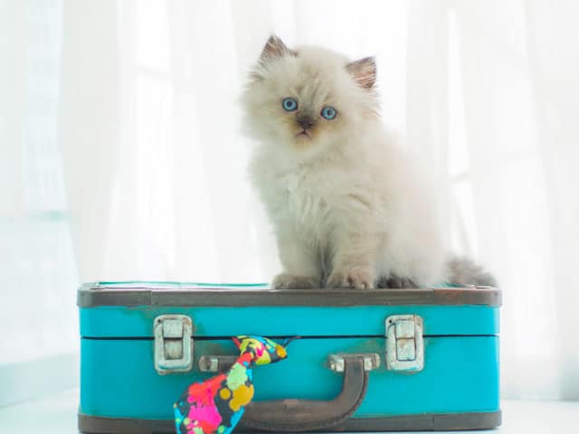 Peut-on partir en vacances avec son chat ?