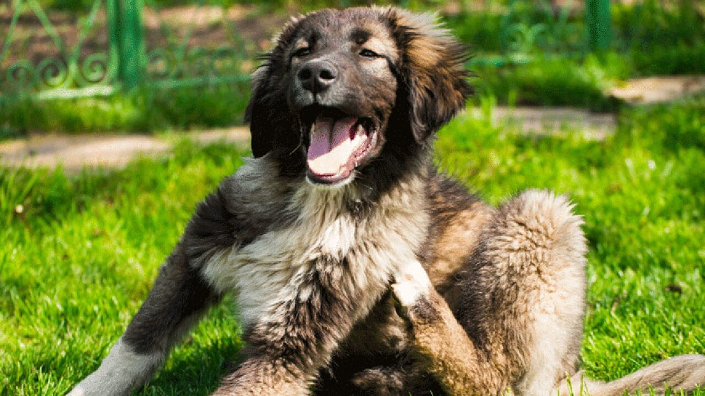 Pourquoi mon chien se gratte ?