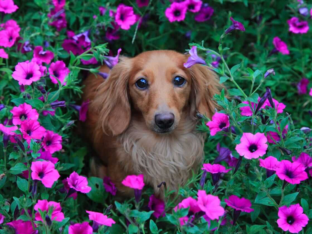 Les dangers du printemps pour vos animaux de compagnie