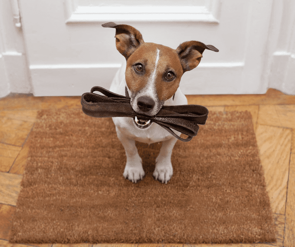 Pourquoi promener son chien ?