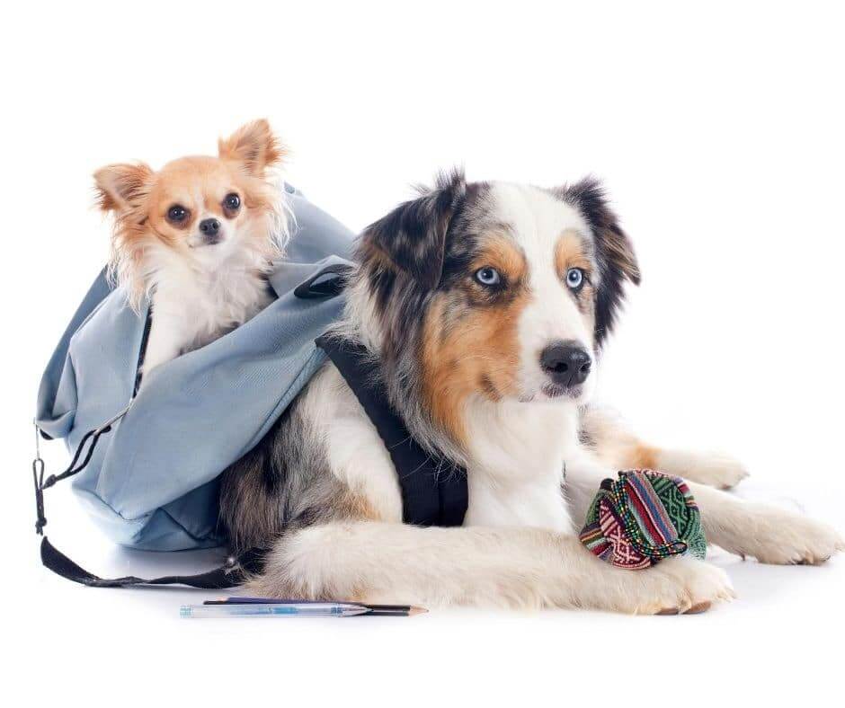 Comment gérer la rentrée avec mon chien ?