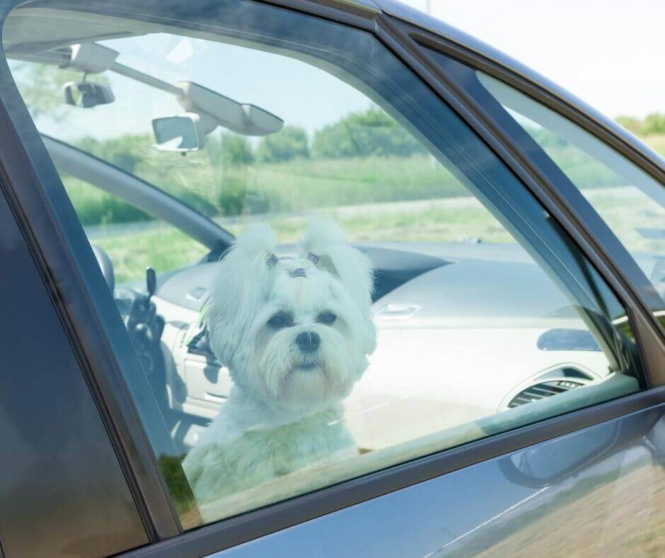 5 choses à ne pas faire en vacances avec son chien !