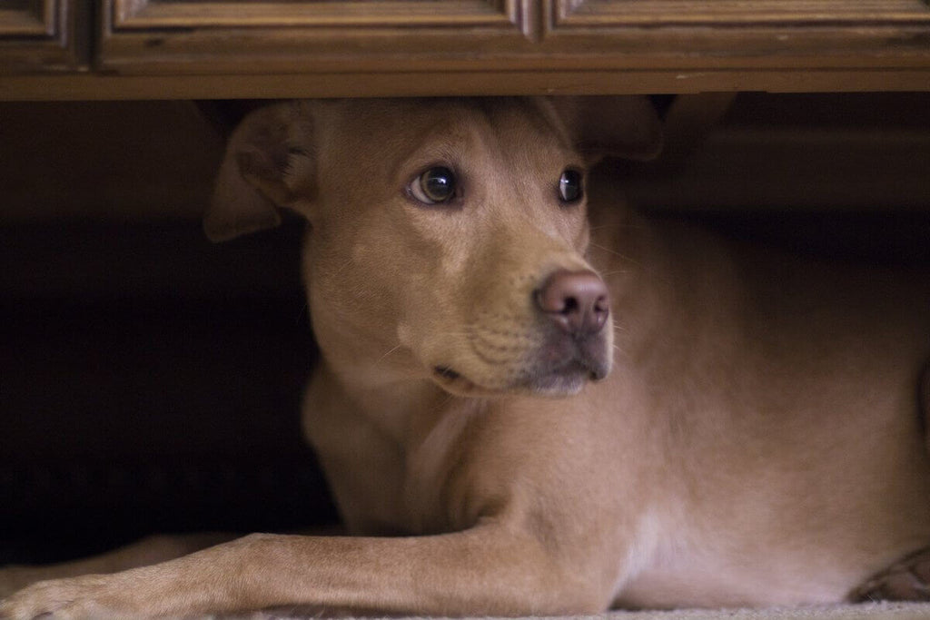 Valériane et Passiflore : des effets anti stress ?