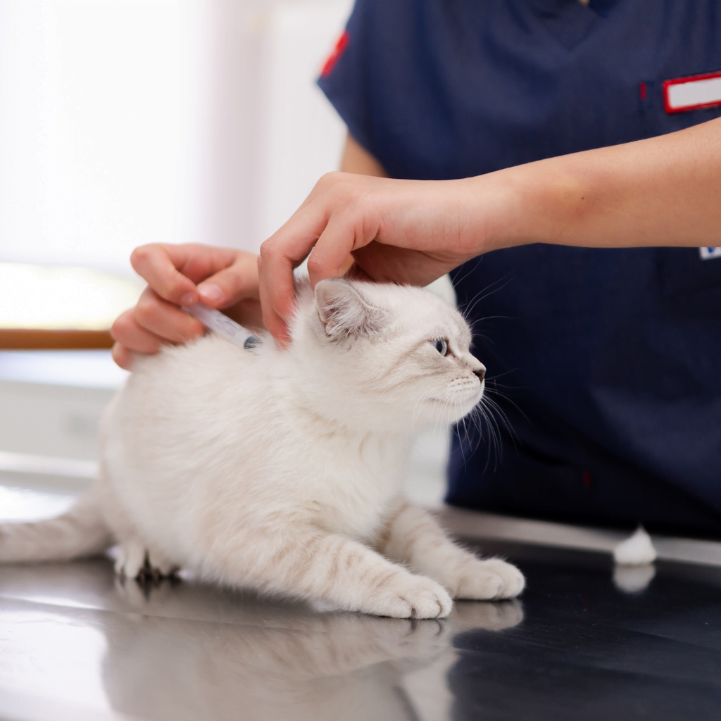 Quand faut-il amener son animal chez le vétérinaire ?