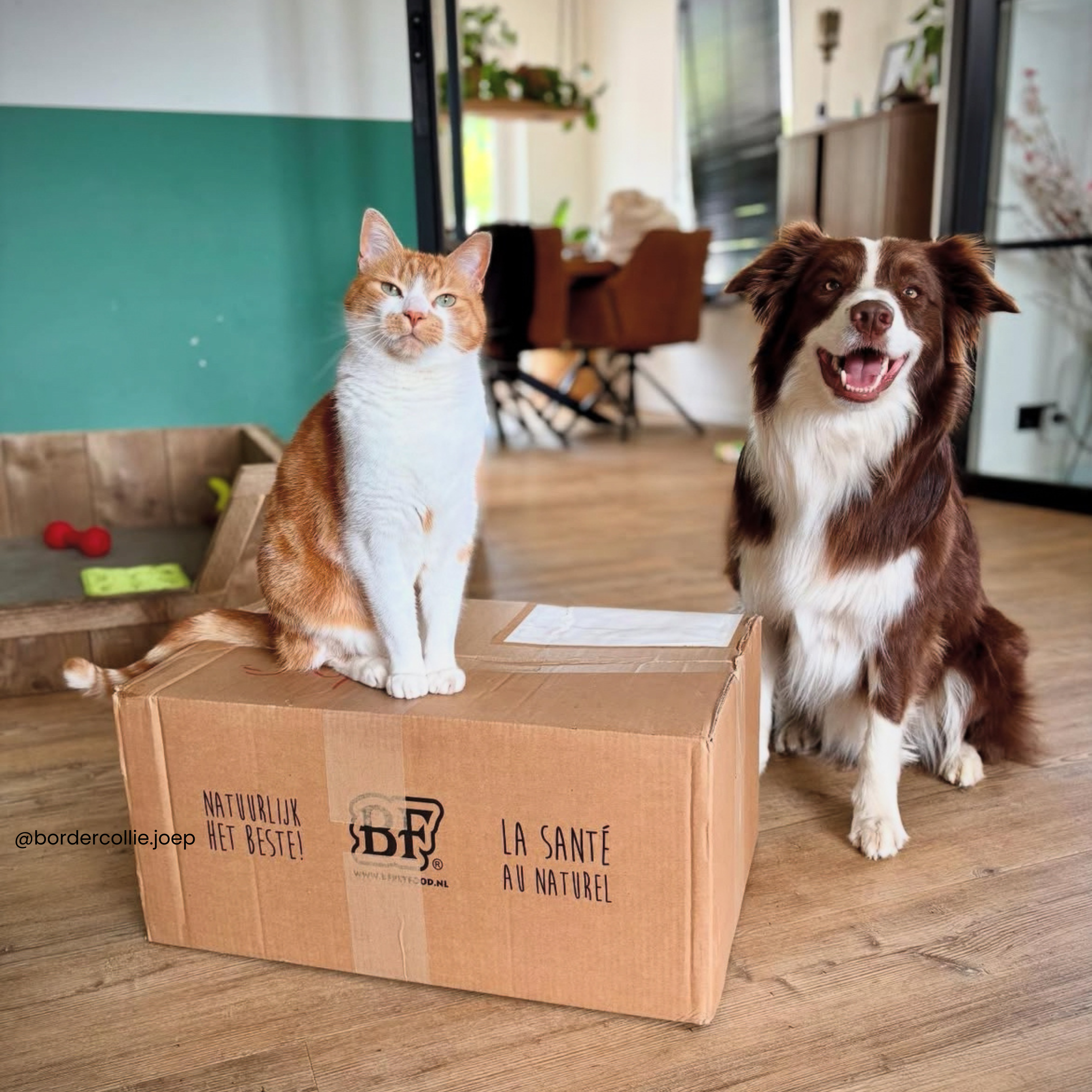 BF Petfood, l’alimentation naturelle depuis 1989