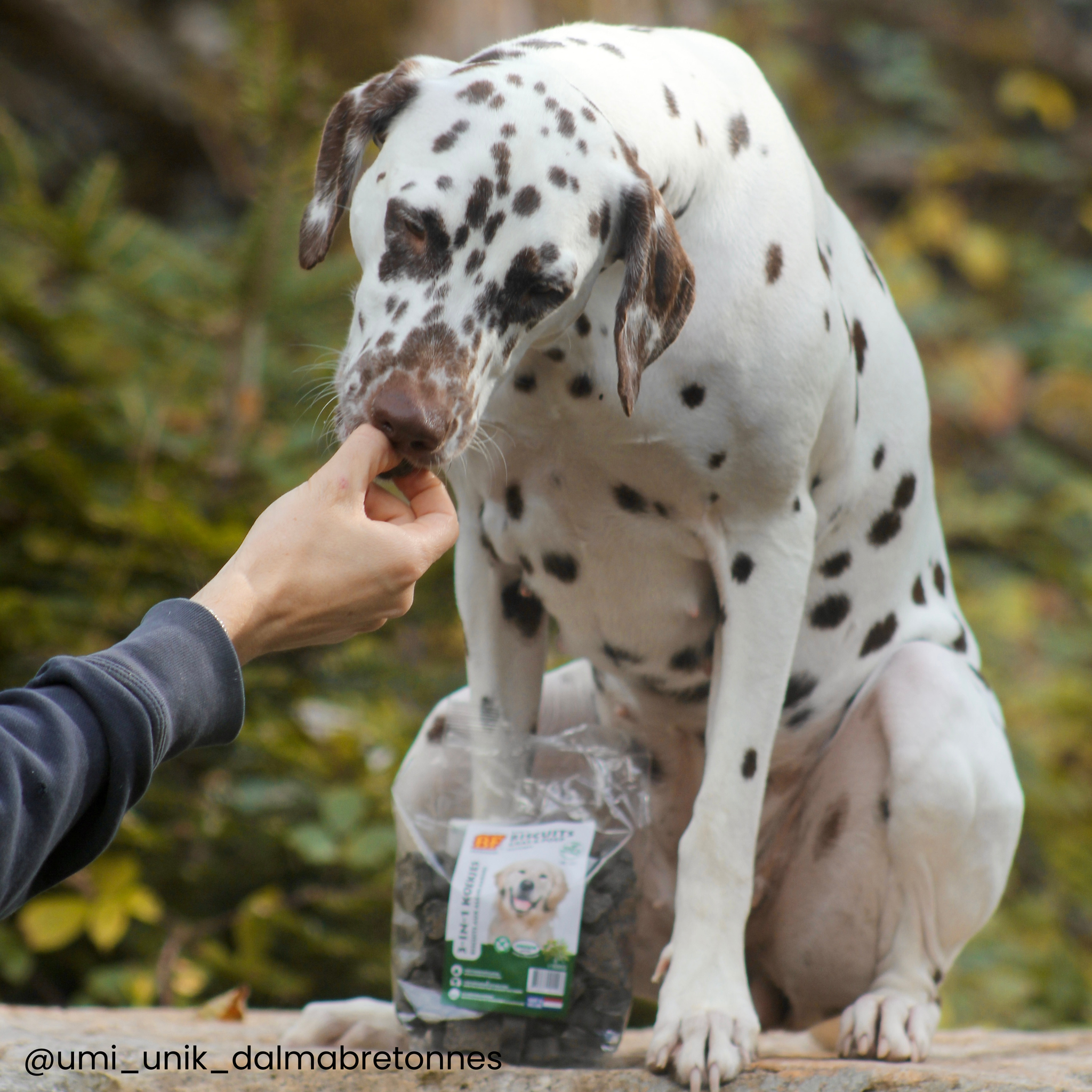 Seaweed biscuits for dog digestion
