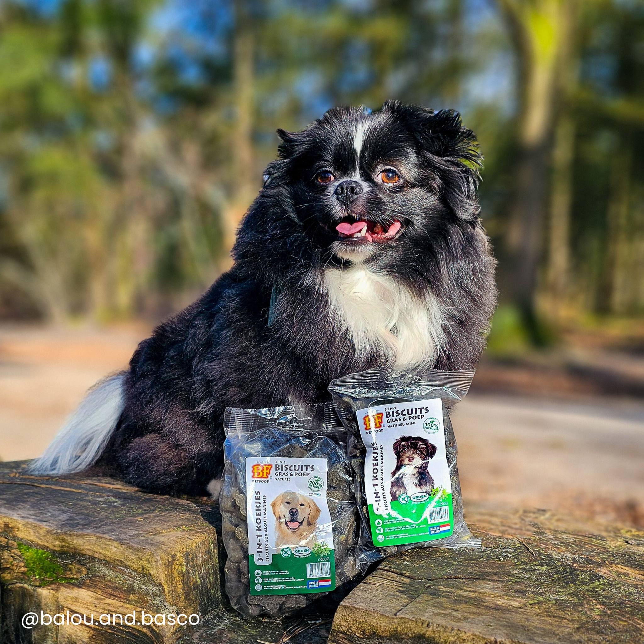 Seaweed biscuits for dog digestion