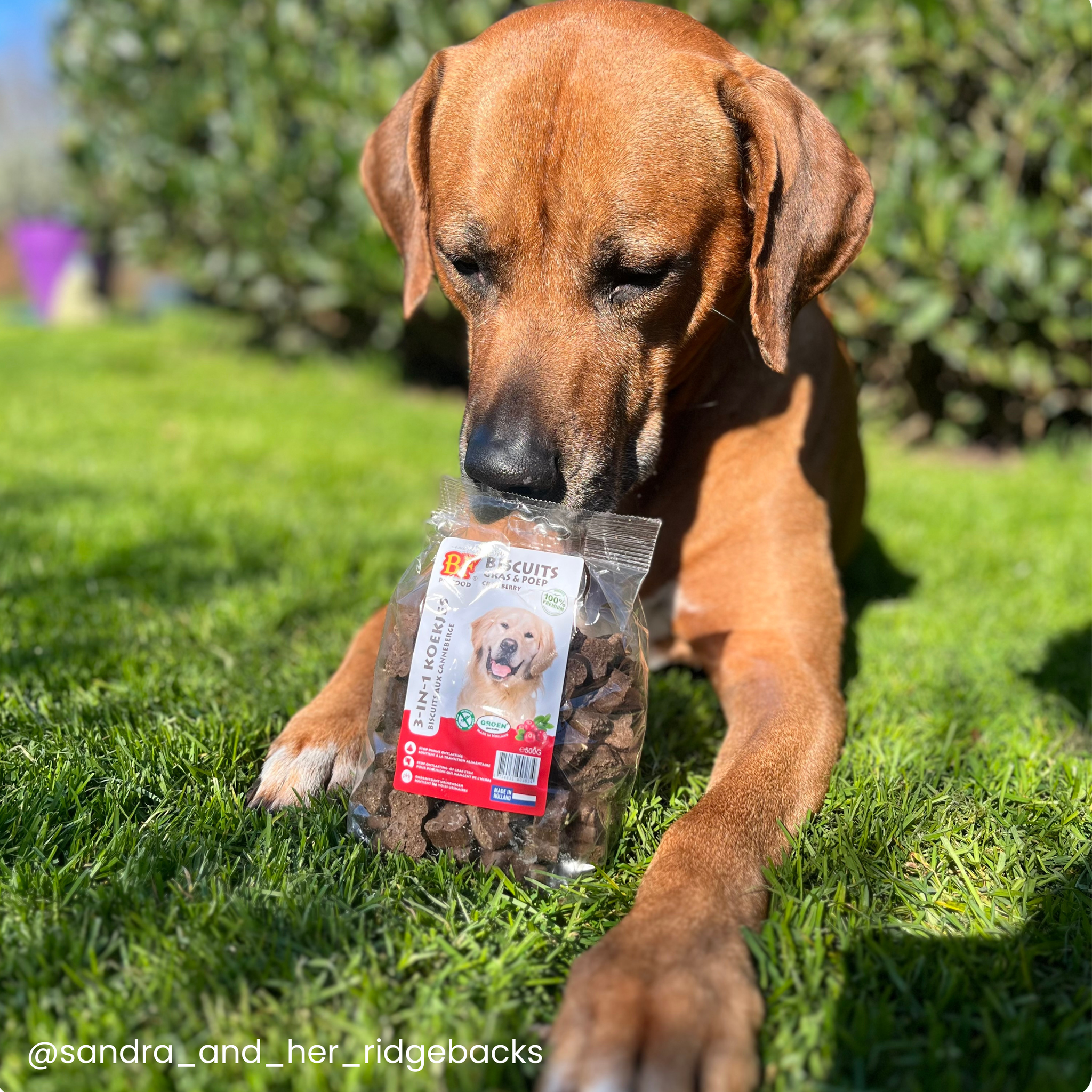 Cranberry Dog Biscuits